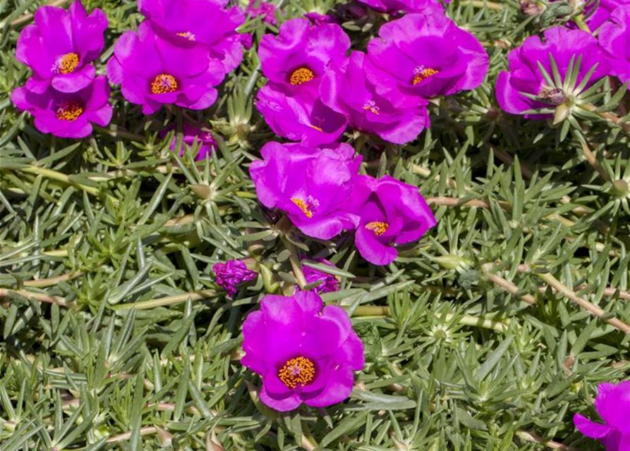 Portulaca grandiflora Portulakröschen Gärtnerei Schliebener