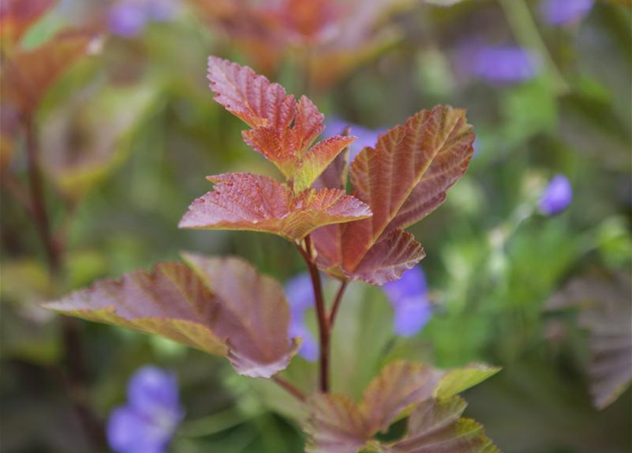 Physocarpus Opulifolius Lady In Red Blasenspiere Lady In Red