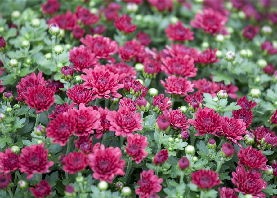 Chrysanthemum indicum Mix Herbst Chrysantheme Gärtnerei Schliebener