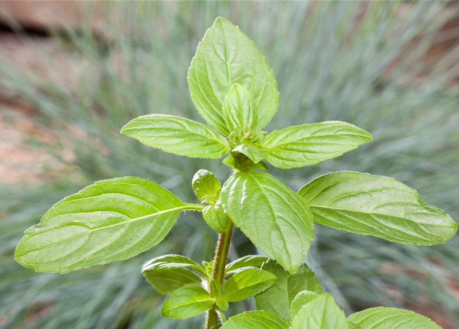 Ocimum Basilicum Magic White Strauchbasilikum Gr N G Rtnerei Schliebener