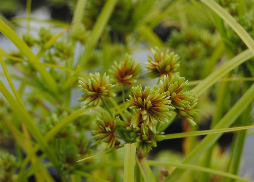 Cyperus Alternifolius Zypergras Gärtnerei Schliebener