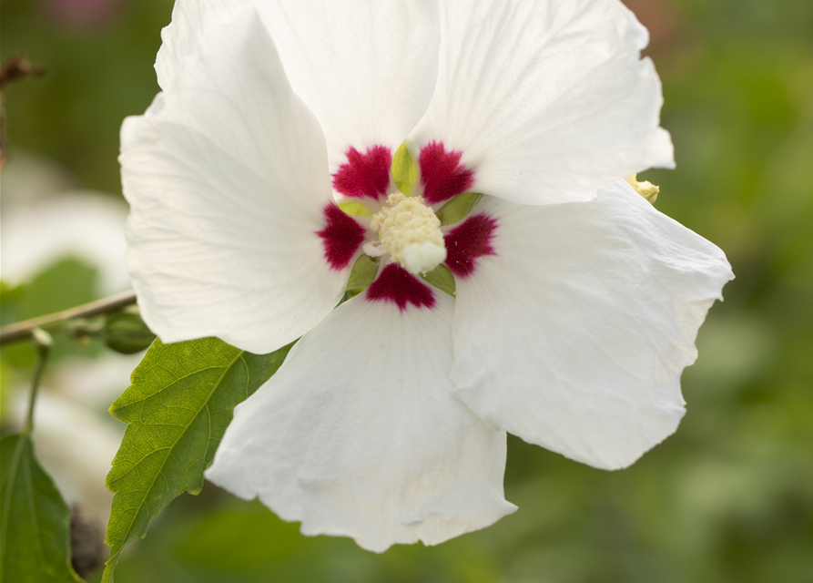 Hibiscus Syriacus Red Heart Straucheibisch Red Heart Gärtnerei