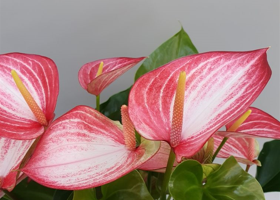 Gärtnerei - Livium andreanum weiss-rosa Anthurium gestreift Red, Schliebener Flamingoblume