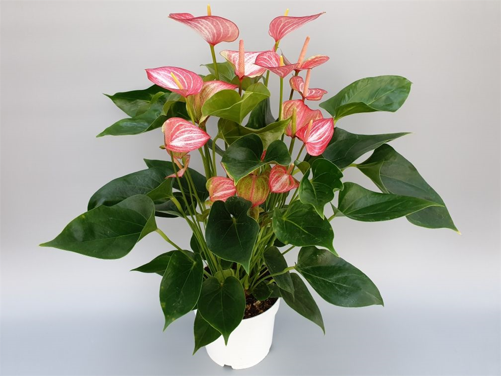 Anthurium andreanum Livium - Gärtnerei gestreift weiss-rosa Flamingoblume Red, Schliebener