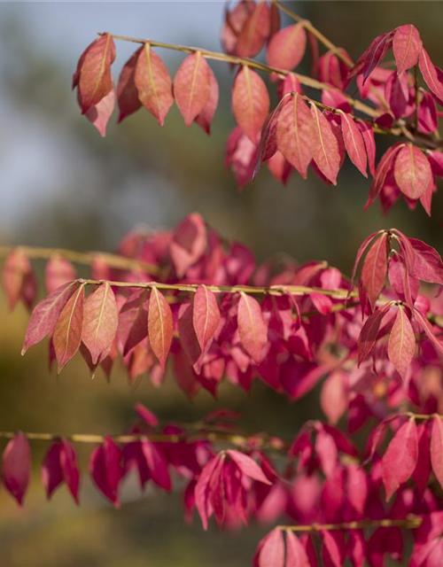 Euonymus alatus