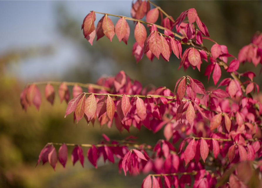 Euonymus alatus