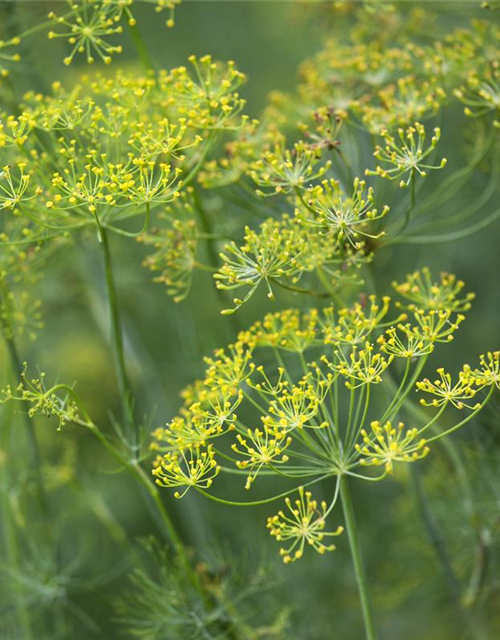 Anethum graveolens Goldkrone