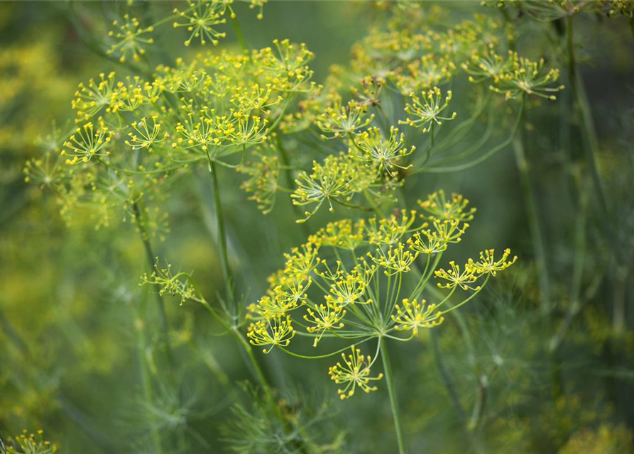 Anethum graveolens Goldkrone