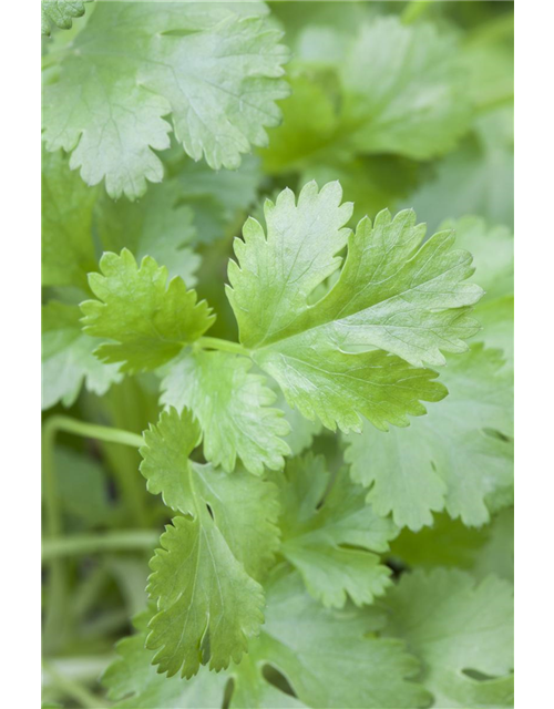 Coriandrum sativum Caribe