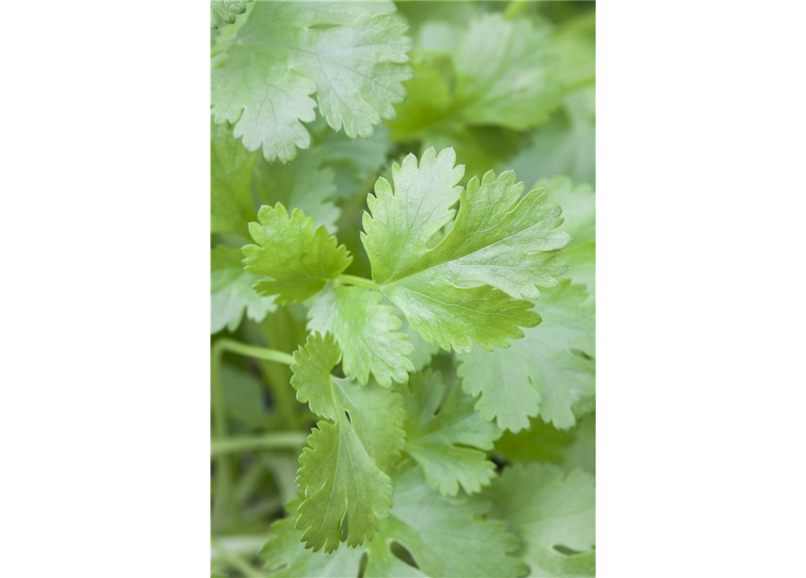 Coriandrum sativum Caribe