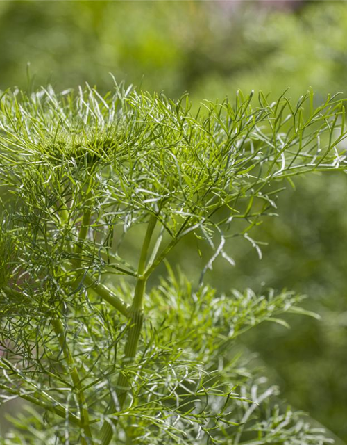 Anethum graveolens Goldkrone