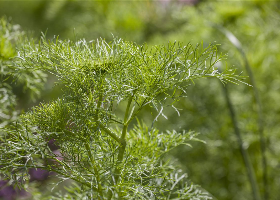 Anethum graveolens Goldkrone