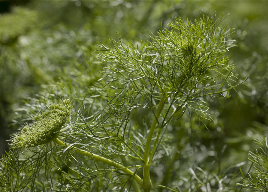 Anethum graveolens Goldkrone