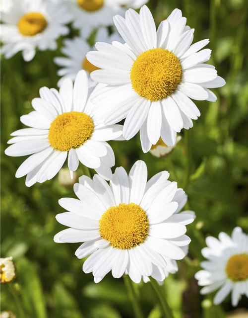 Argyranthemum frutescens Busch