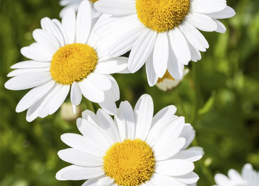 Argyranthemum frutescens Busch