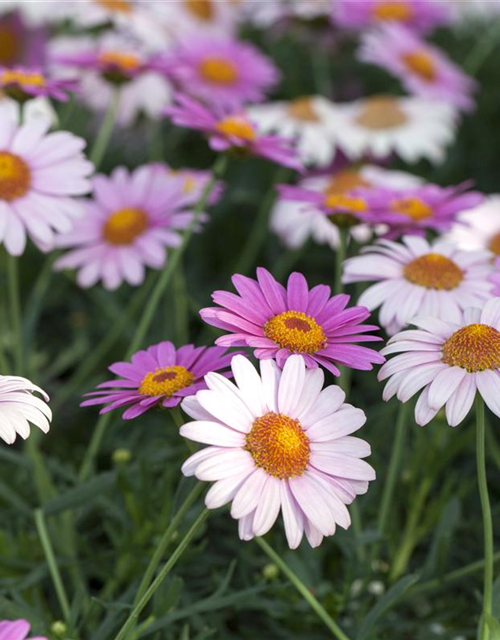 Argyranthemum frutescens Busch