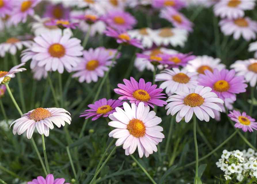 Argyranthemum frutescens Busch