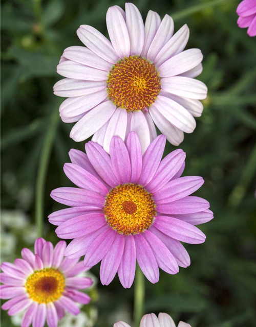 Argyranthemum frutescens Busch