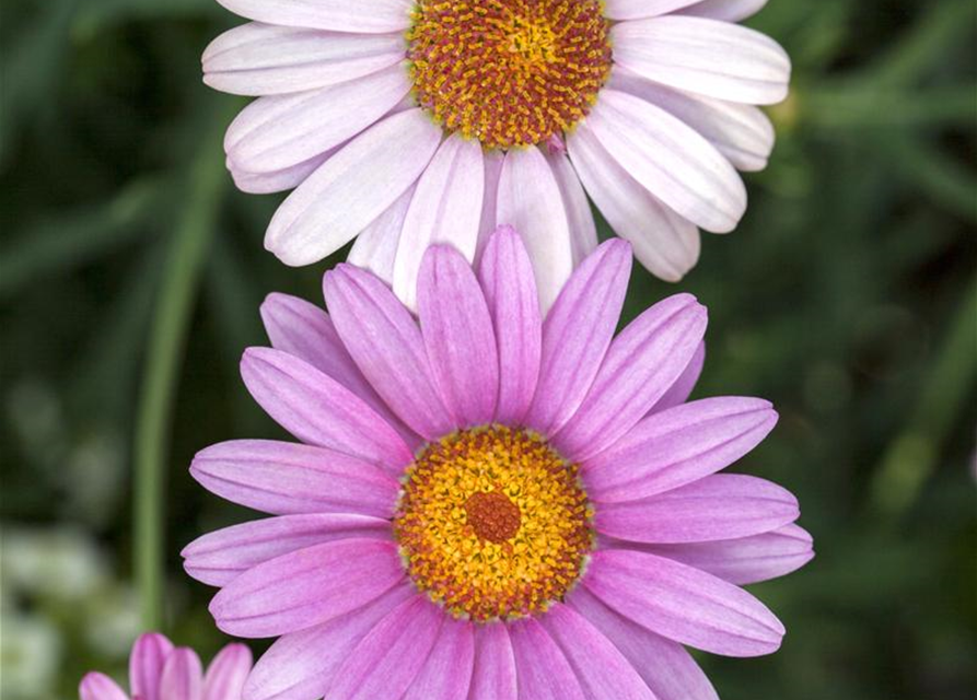 Argyranthemum frutescens Busch