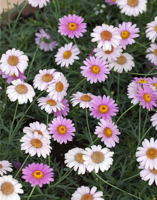 Argyranthemum frutescens Busch