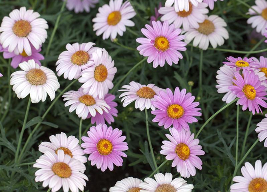 Argyranthemum frutescens Busch