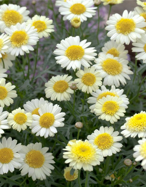 Argyranthemum frutescens Busch