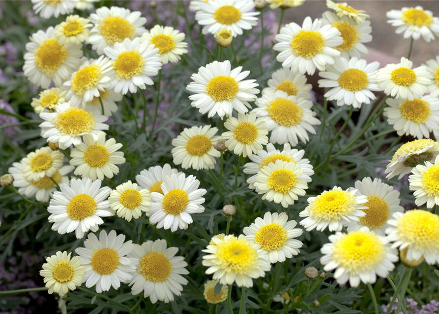 Argyranthemum frutescens Busch