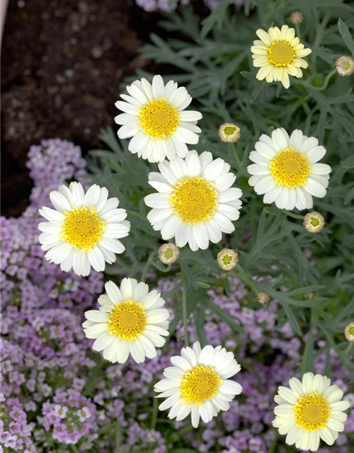 Argyranthemum frutescens Busch