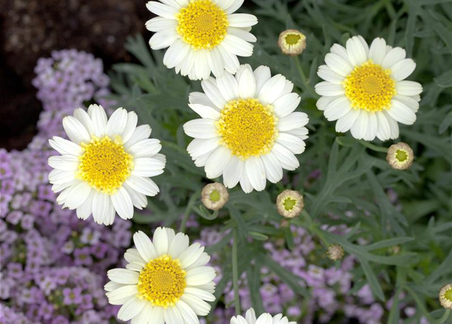 Argyranthemum frutescens Busch