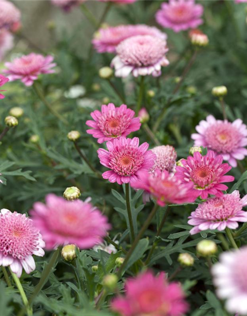 Argyranthemum frutescens Busch