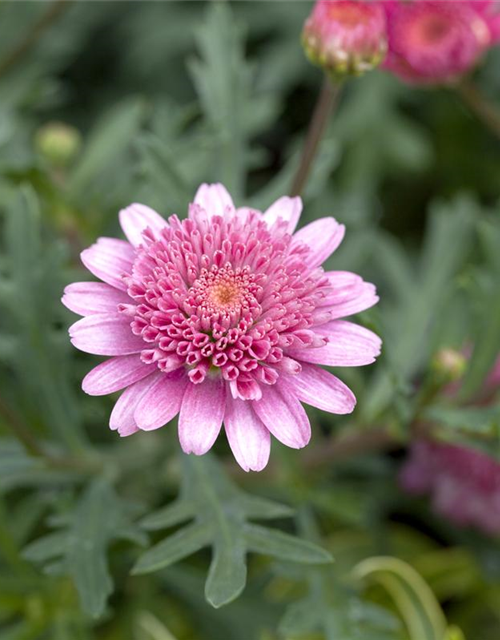 Argyranthemum frutescens Busch