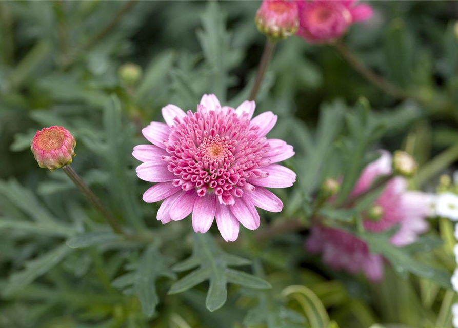 Argyranthemum frutescens Busch