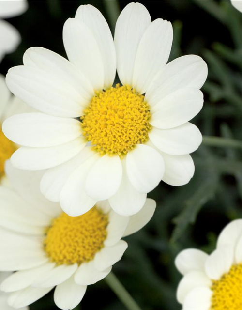 Argyranthemum frutescens Busch