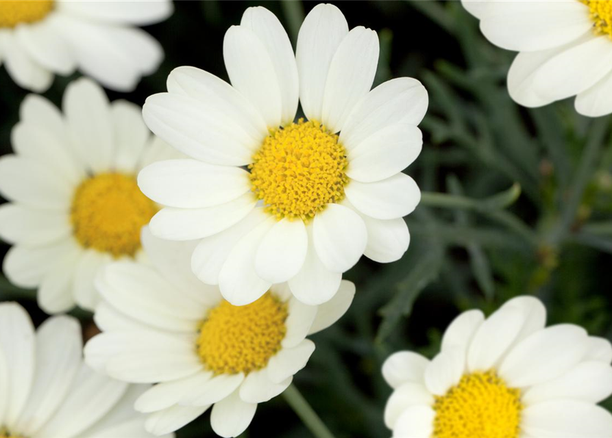 Argyranthemum frutescens Busch