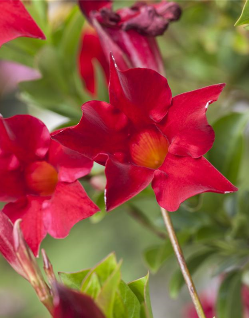 Dipladenia Sundaville Pyramide Trio