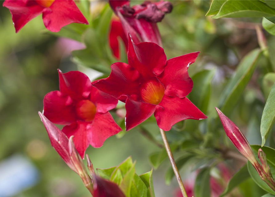 Dipladenia Sundaville Pyramide Trio