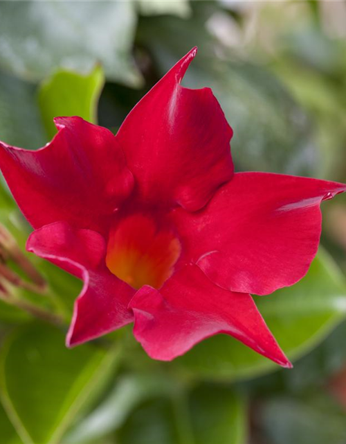 Dipladenia Sundaville Pyramide Trio