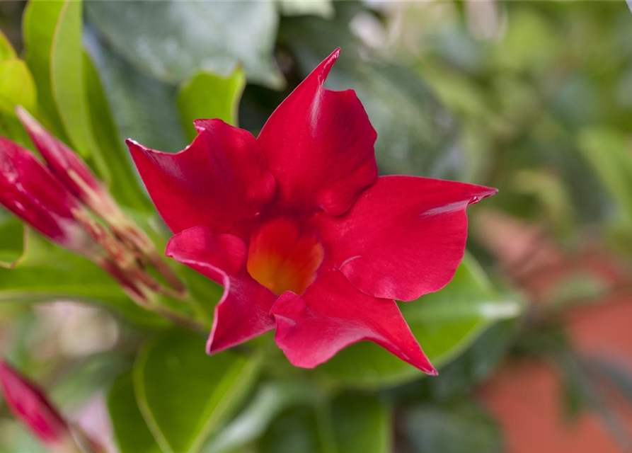 Dipladenia Sundaville Pyramide Trio