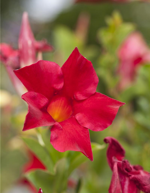 Dipladenia Sundaville Pyramide Trio