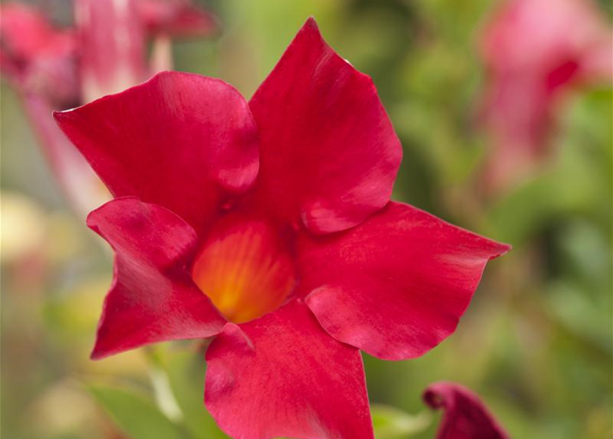 Dipladenia Sundaville Pyramide Trio