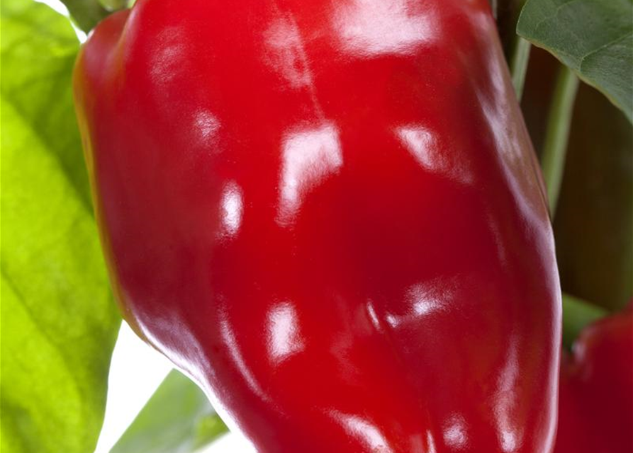 Capsicum annuum Mix