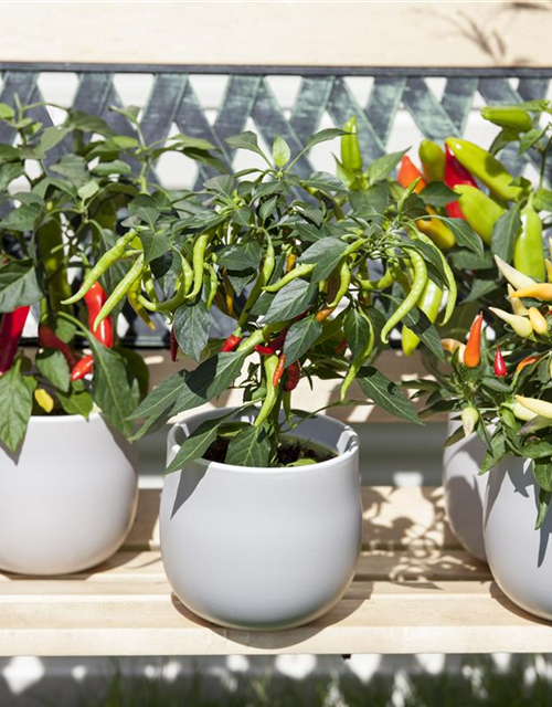 Capsicum annuum Mix