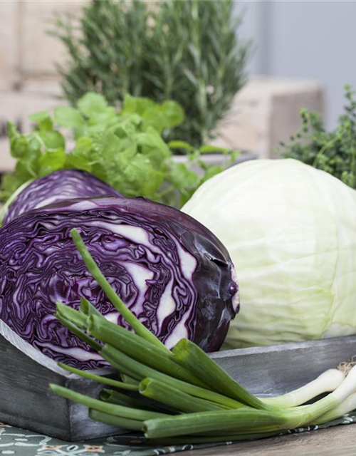 Brassica oleracea var. capita. Nozomi