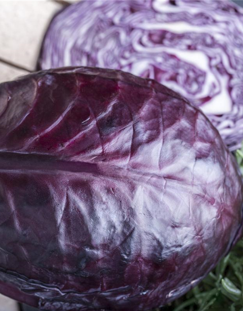 Brassica oleracea cap. f. Rubra Rooki F1