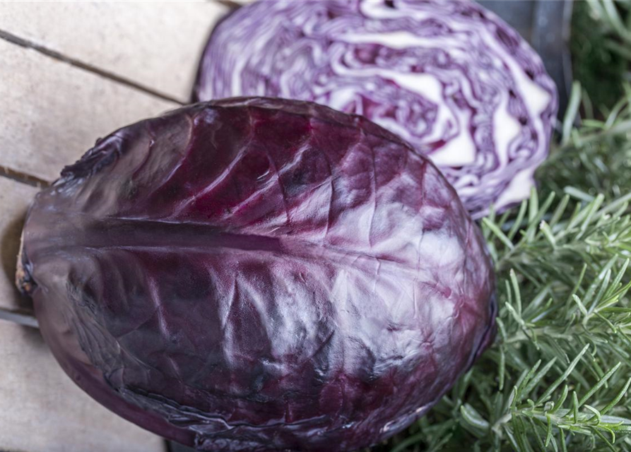 Brassica oleracea cap. f. Rubra Rooki F1