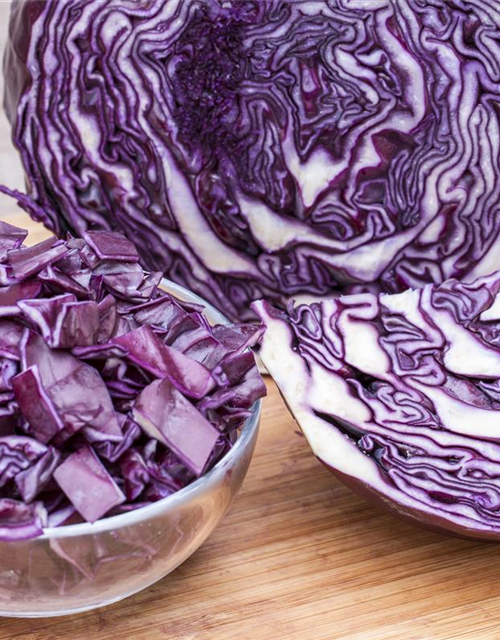 Brassica oleracea cap. f. Rubra Rooki F1