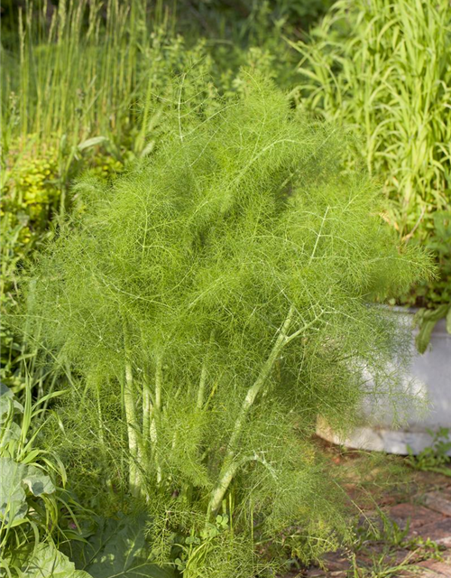 Foeniculum vulgare