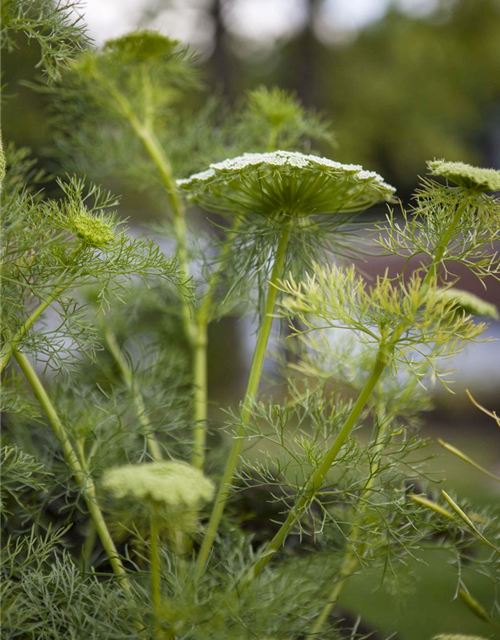 Foeniculum vulgare