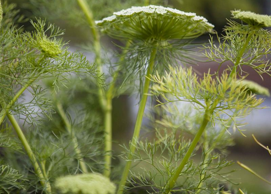 Foeniculum vulgare