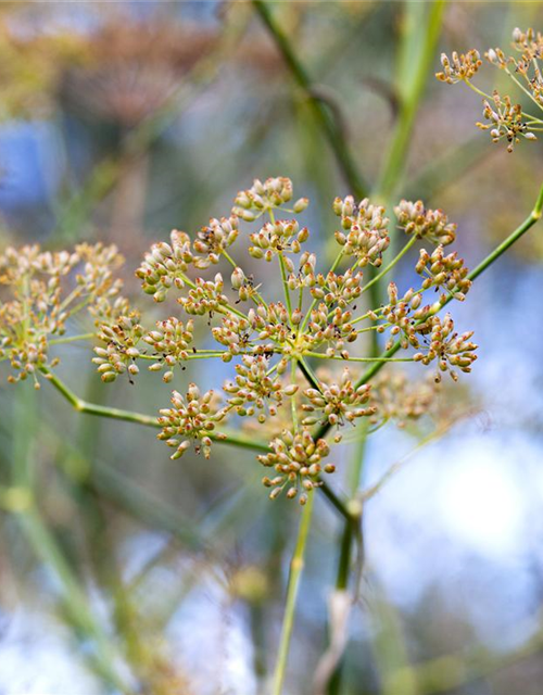 Foeniculum vulgare